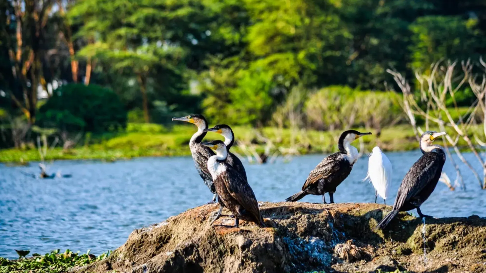 Lake Nakuru — cormorants and egret on the shoreline